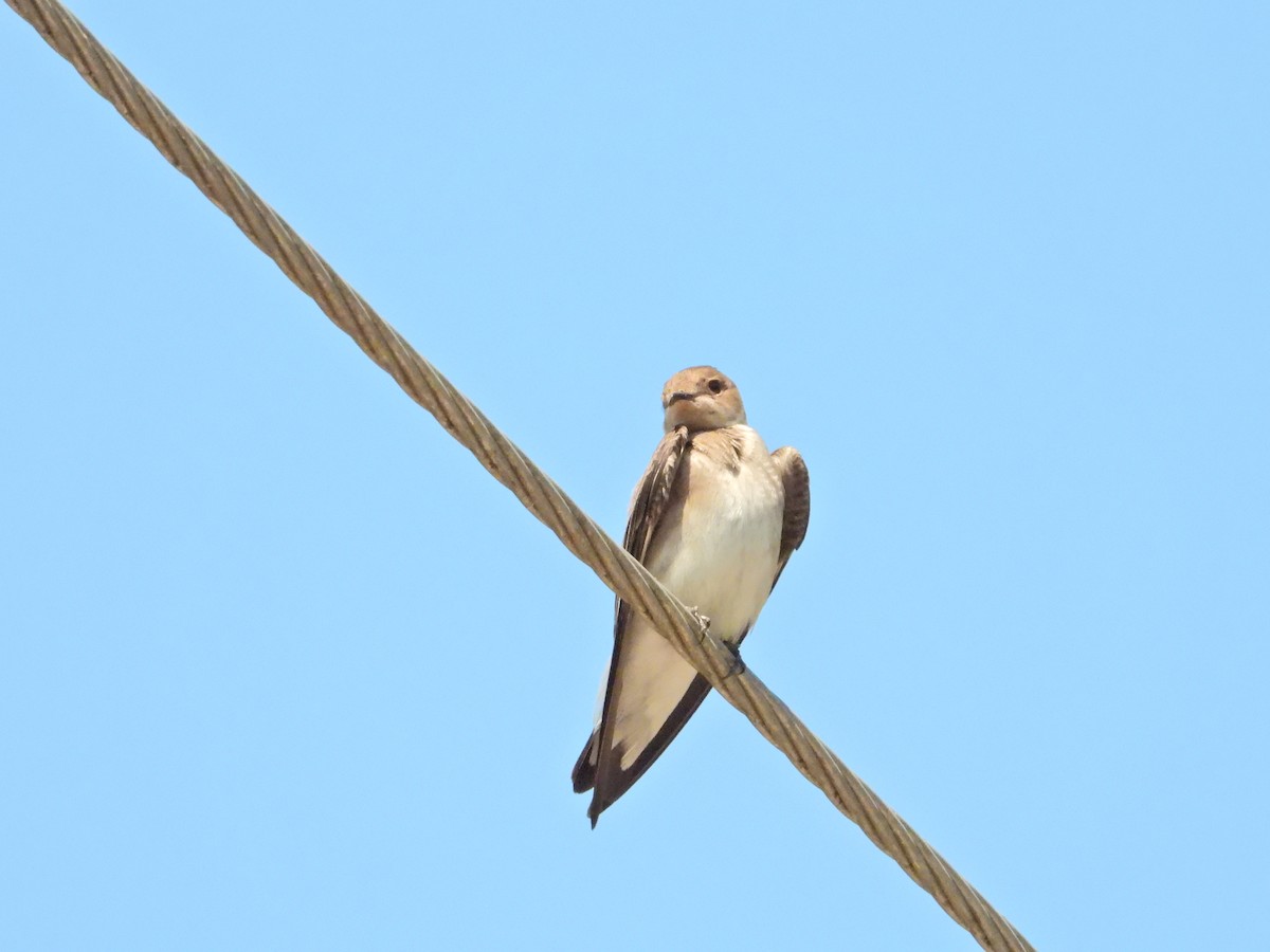Northern Rough-winged Swallow - ML616871132