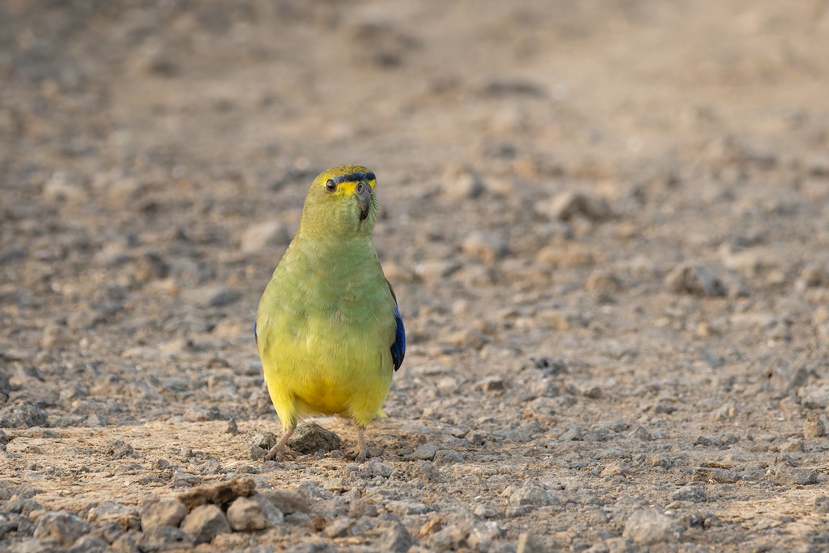 Blue-winged Parrot - Ian Melbourne