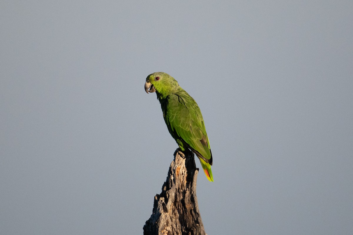 Scaly-naped Parrot - ML616871463