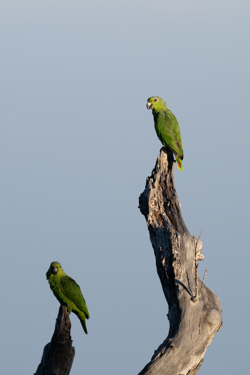 Scaly-naped Parrot - ML616871464