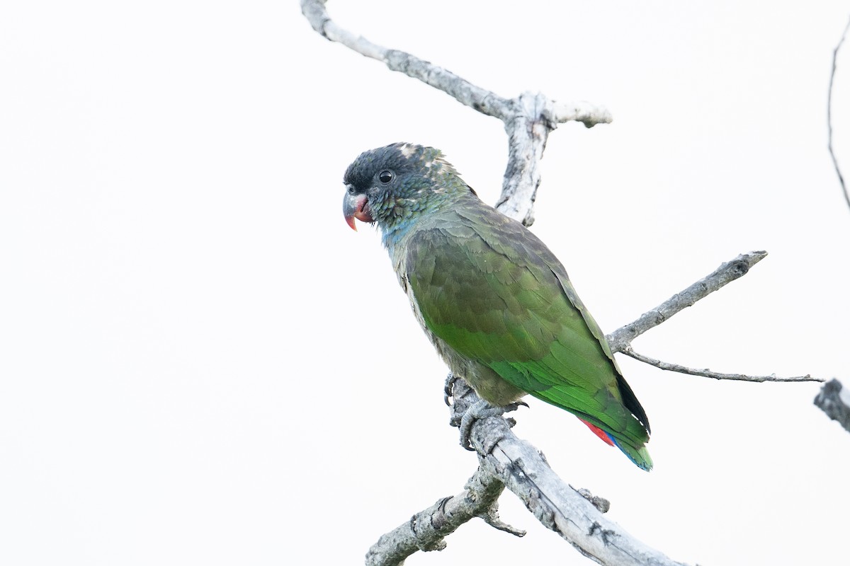 Red-billed Parrot - ML616871482