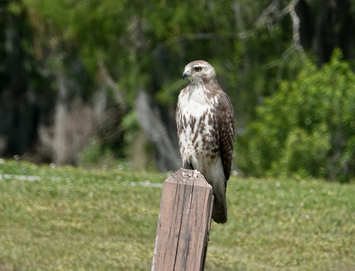 Red-tailed Hawk - Rebecca Lovejoy
