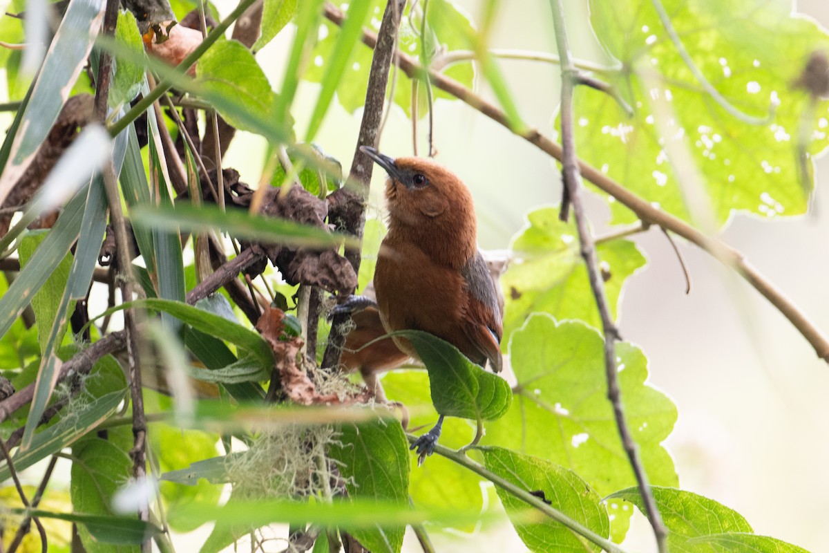 Rusty-headed Spinetail - ML616871525