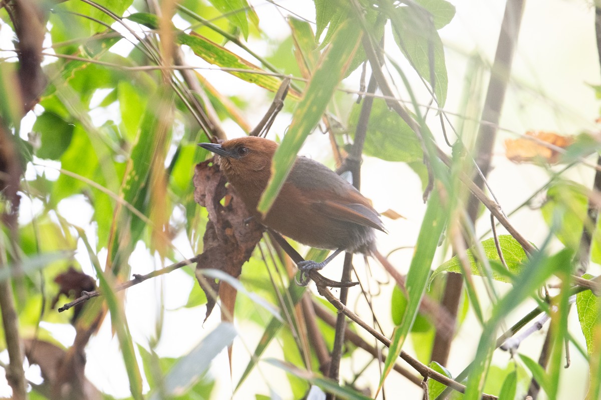 Rusty-headed Spinetail - ML616871526