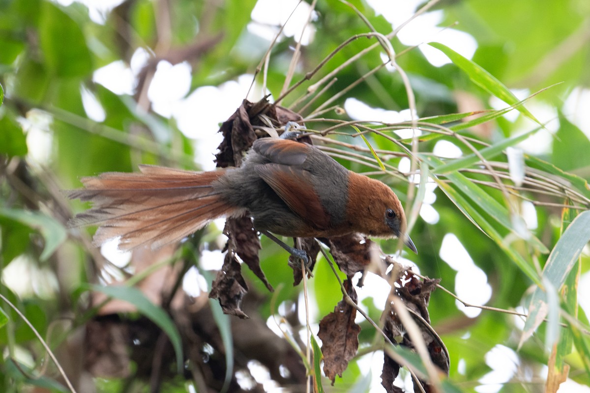 Rusty-headed Spinetail - ML616871531