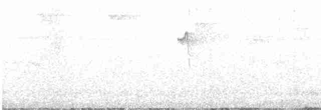 Grünschattenkolibri - ML616871708