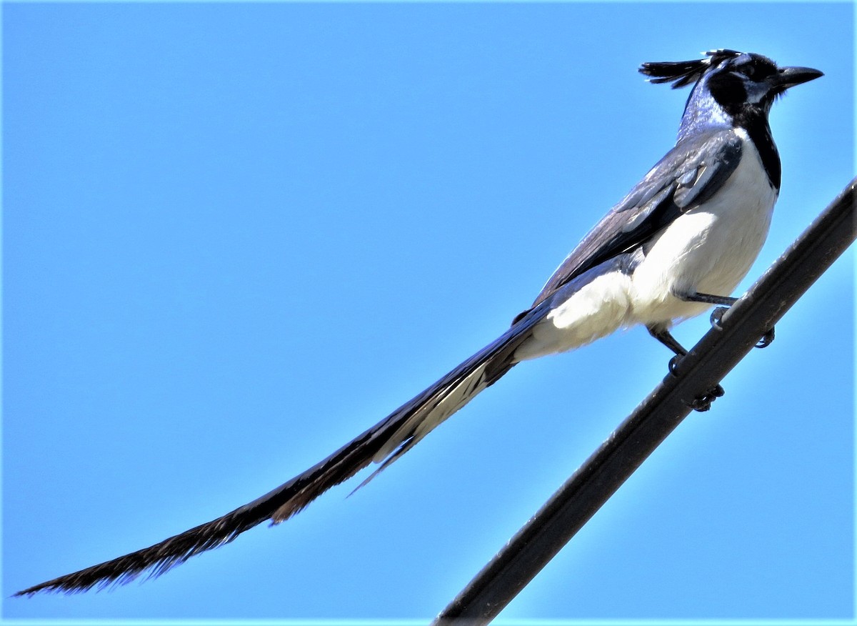 Black-throated Magpie-Jay - ML616871749