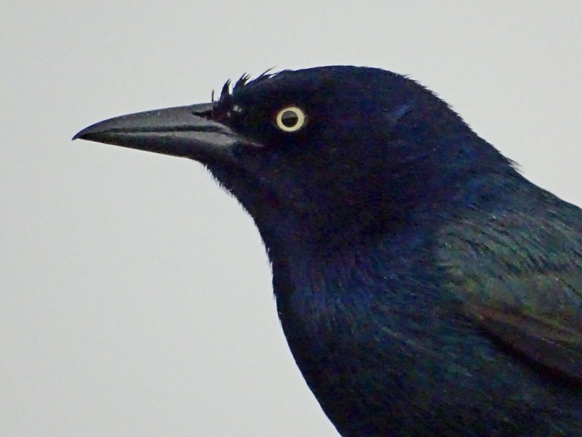 Boat-tailed Grackle - ML616871883