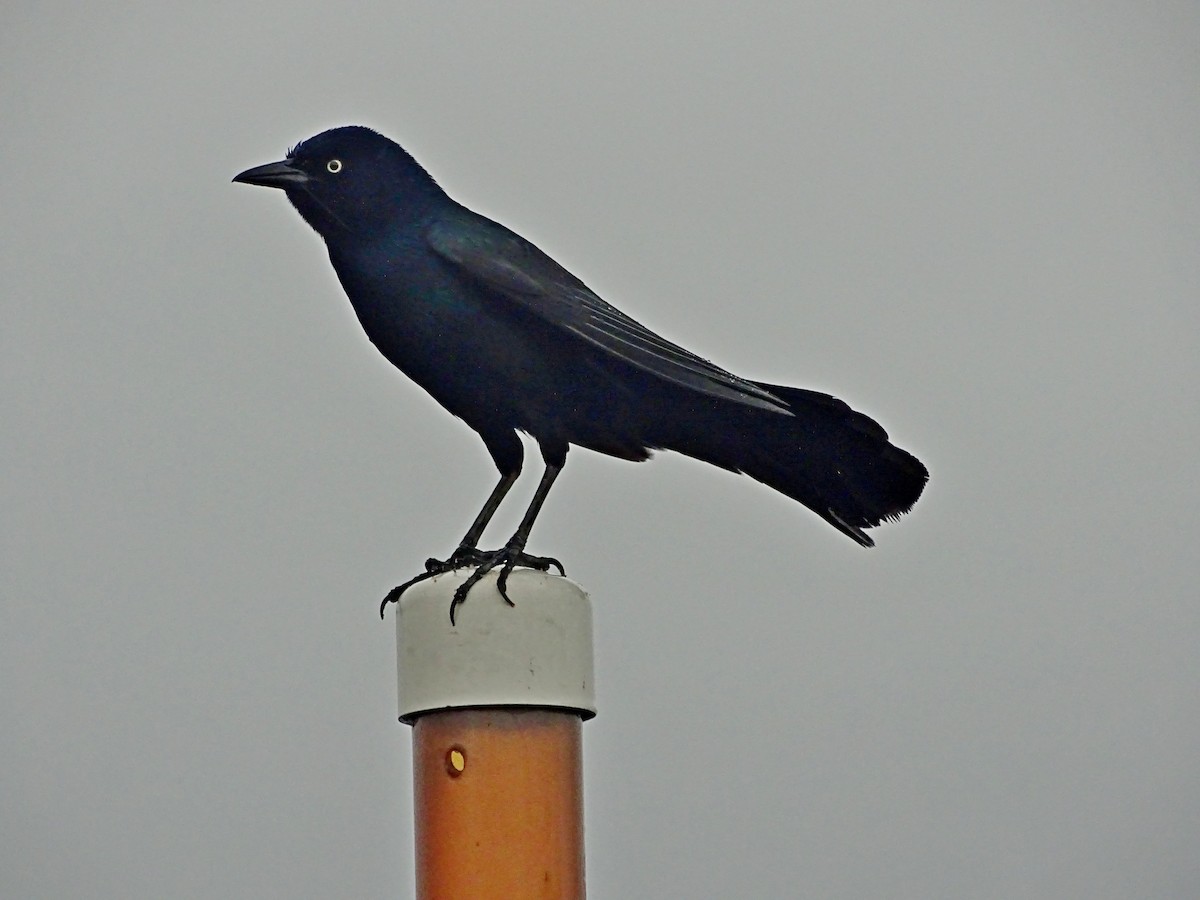 Boat-tailed Grackle - ML616871885