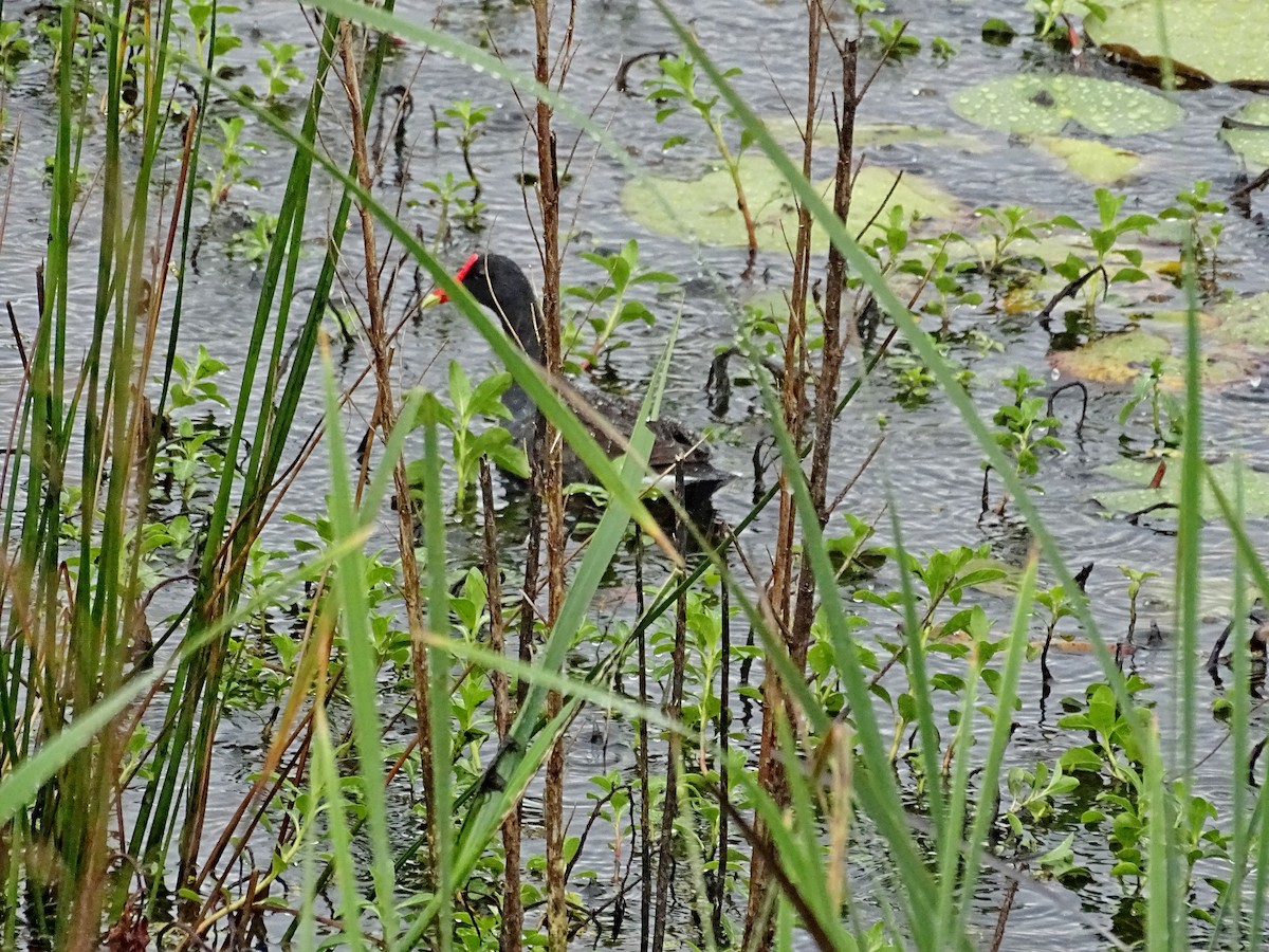 Common Gallinule - Rich  Rehrig