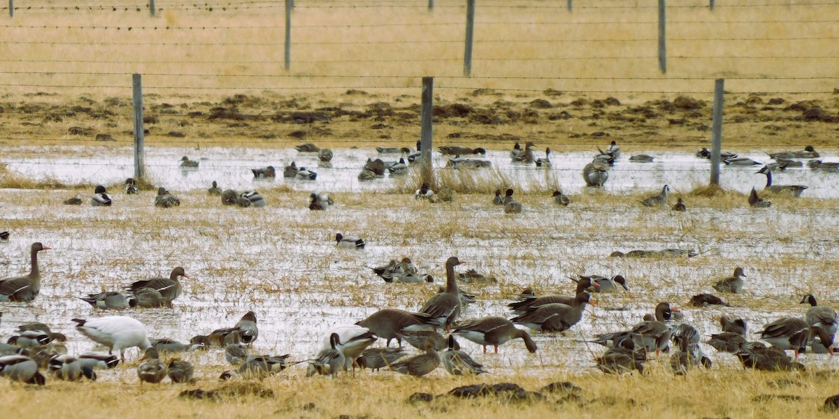 Greater White-fronted Goose - ML616872093