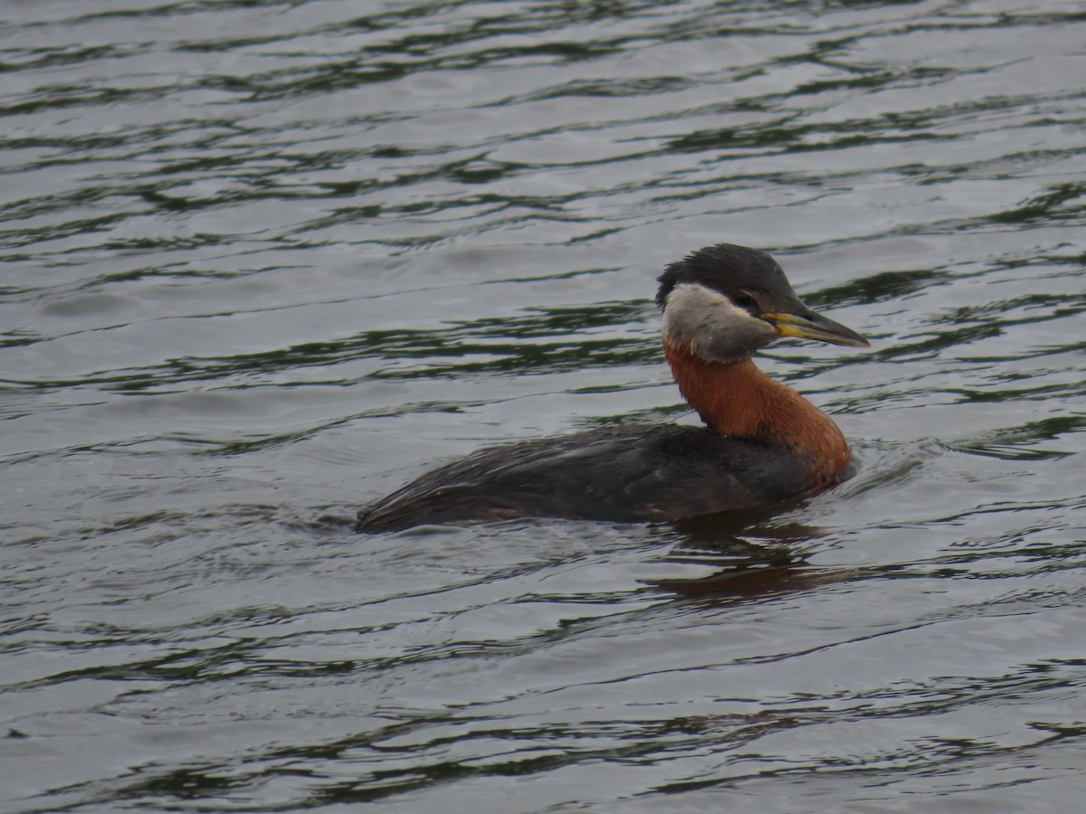 Red-necked Grebe - ML616872130