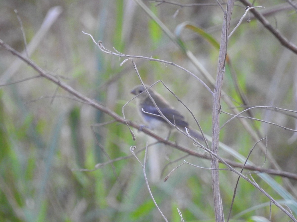 Copper Seedeater - ML616872215