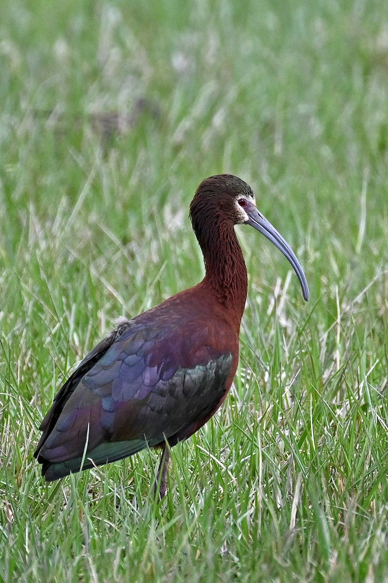 ibis americký - ML616872554