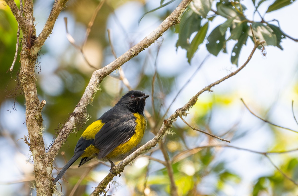 Black-and-yellow Silky-flycatcher - Herb Elliott
