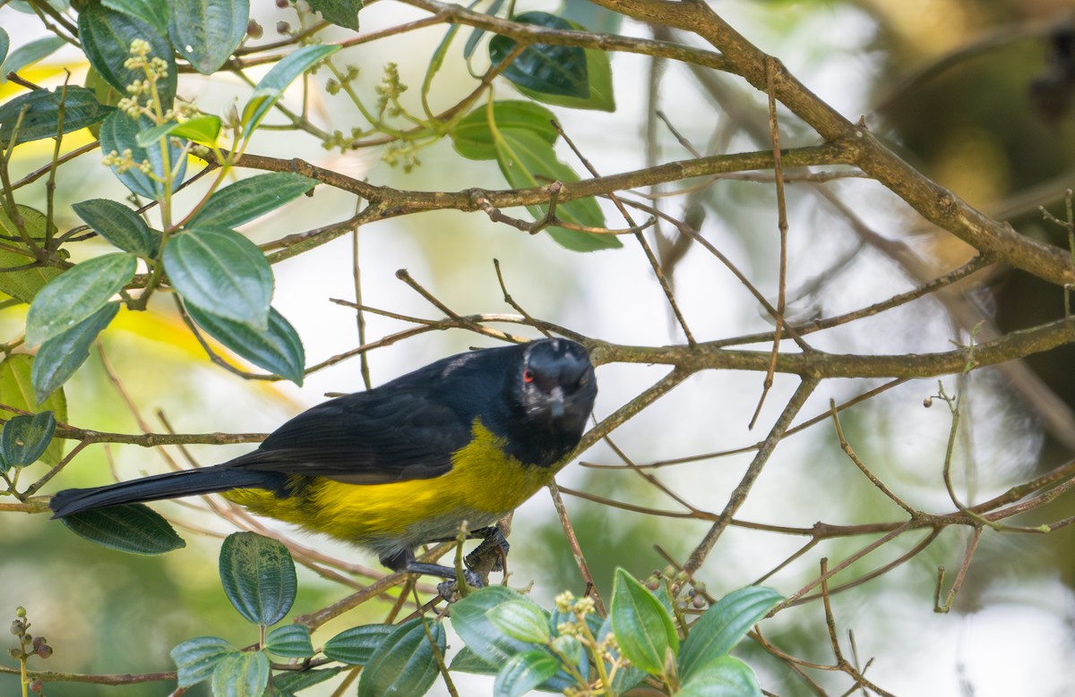 Black-and-yellow Silky-flycatcher - ML616872647