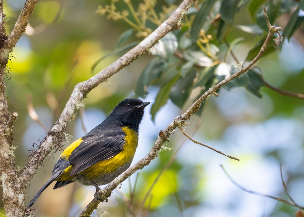 Black-and-yellow Silky-flycatcher - ML616872648