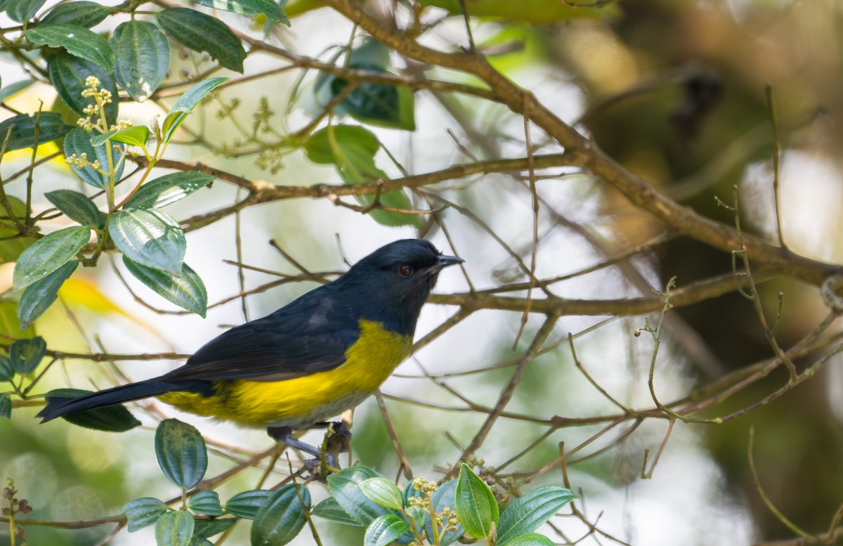 Black-and-yellow Silky-flycatcher - ML616872649