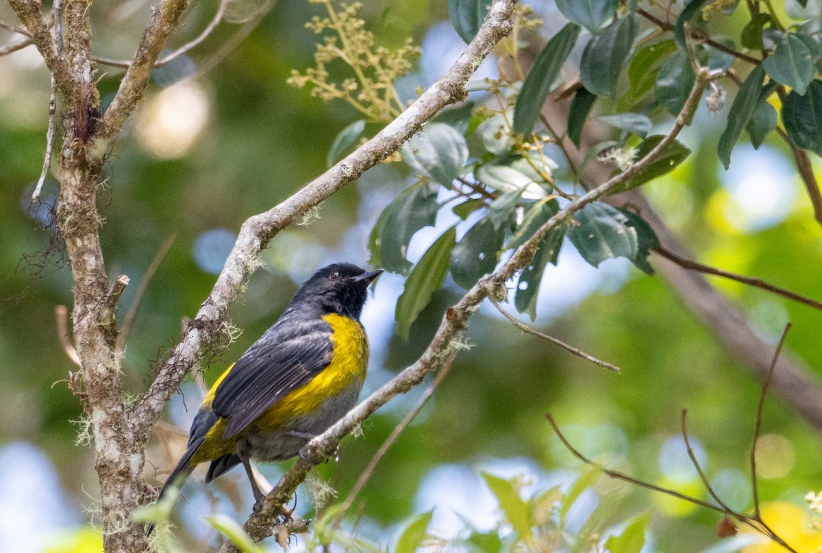 Black-and-yellow Silky-flycatcher - Herb Elliott