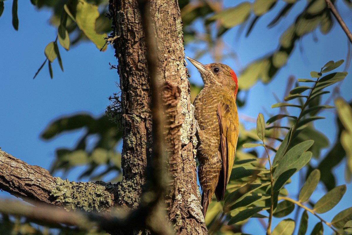 Little Woodpecker - Mauricio  Silvera