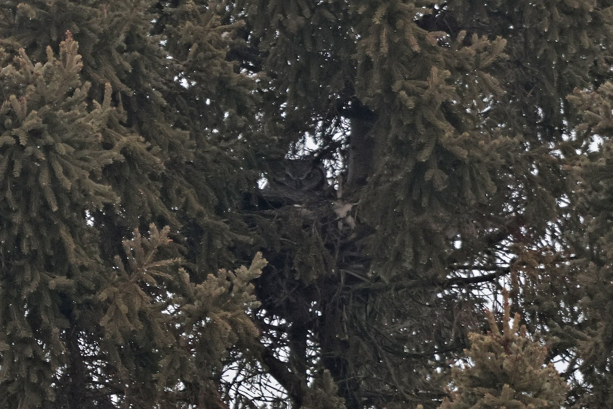 Great Horned Owl - ML616872845