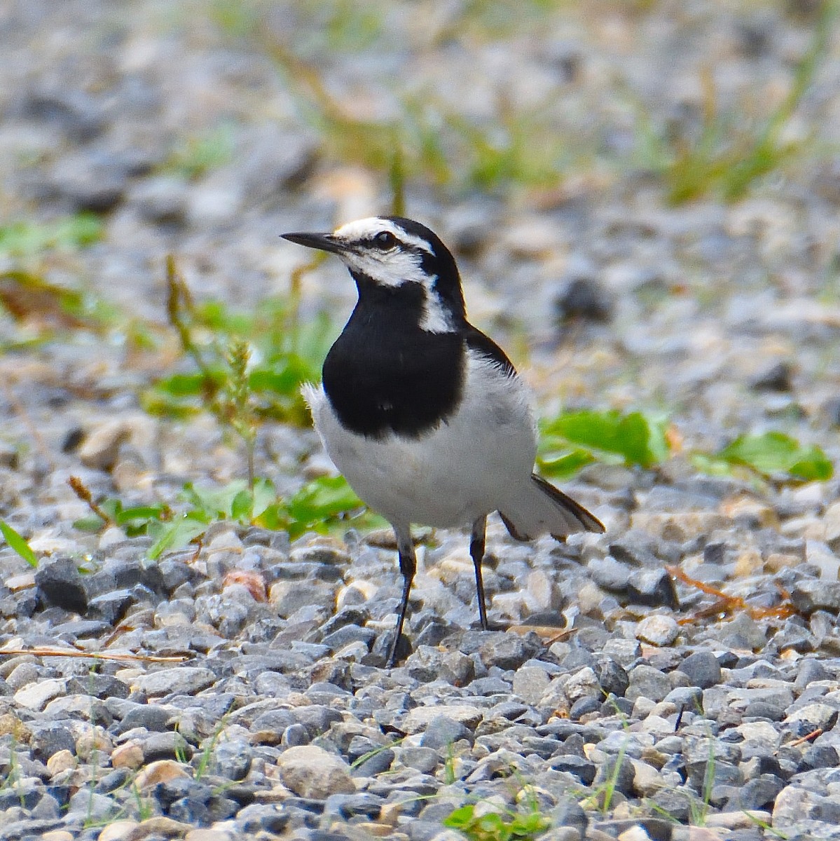 White Wagtail (Black-backed) - ML616872916
