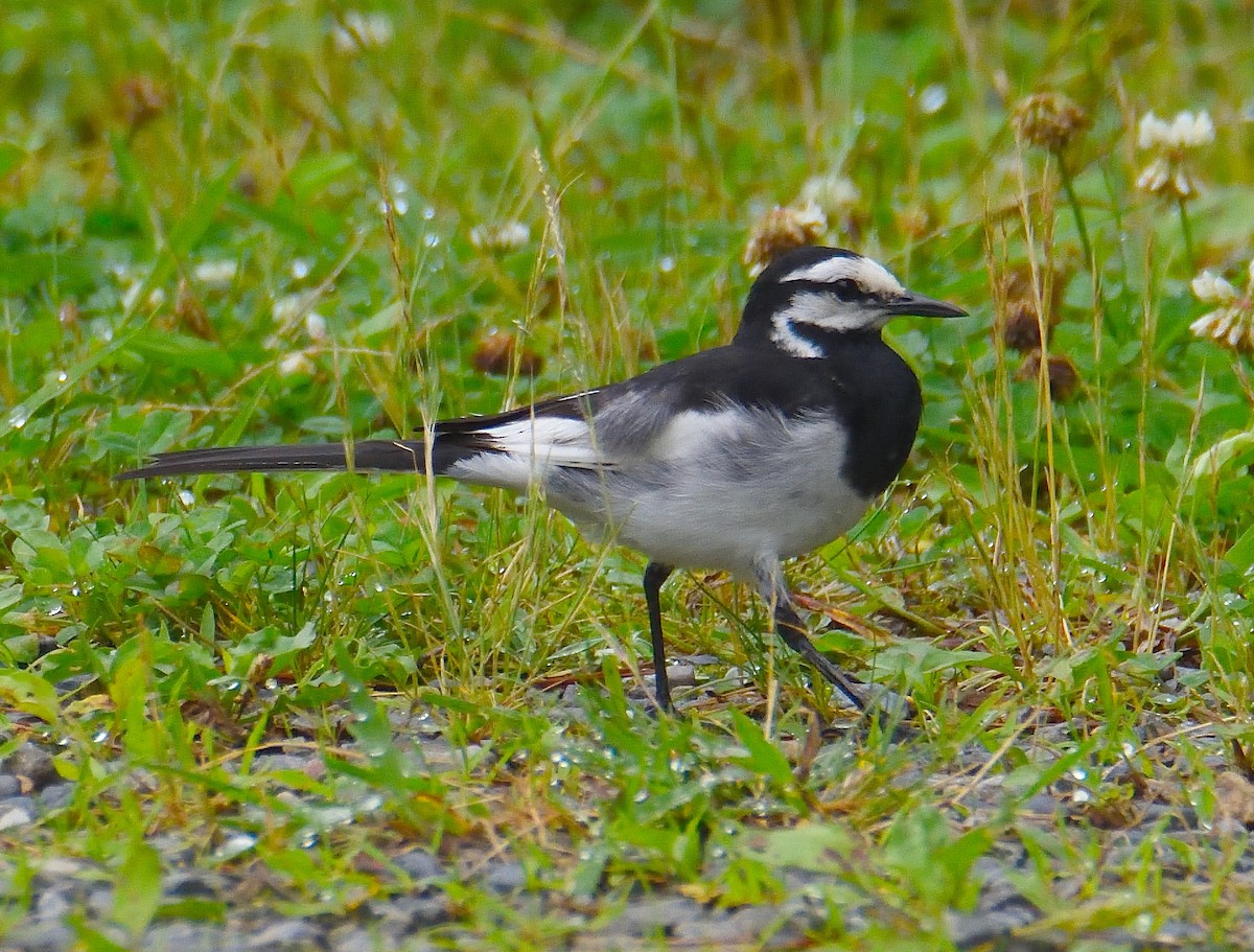 White Wagtail (Black-backed) - ML616872926