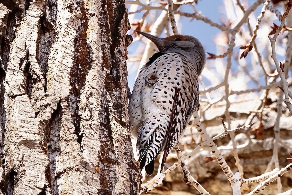 Northern Flicker (Red-shafted) - ML616873058