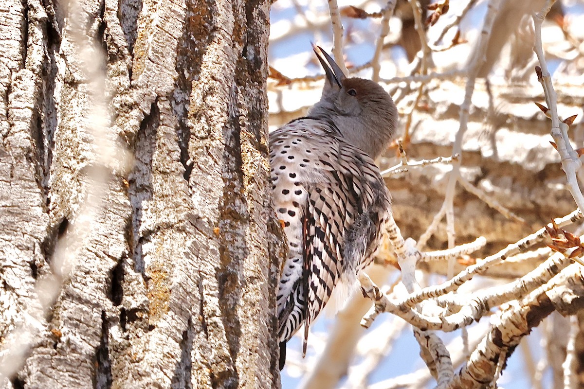 Northern Flicker (Red-shafted) - ML616873059