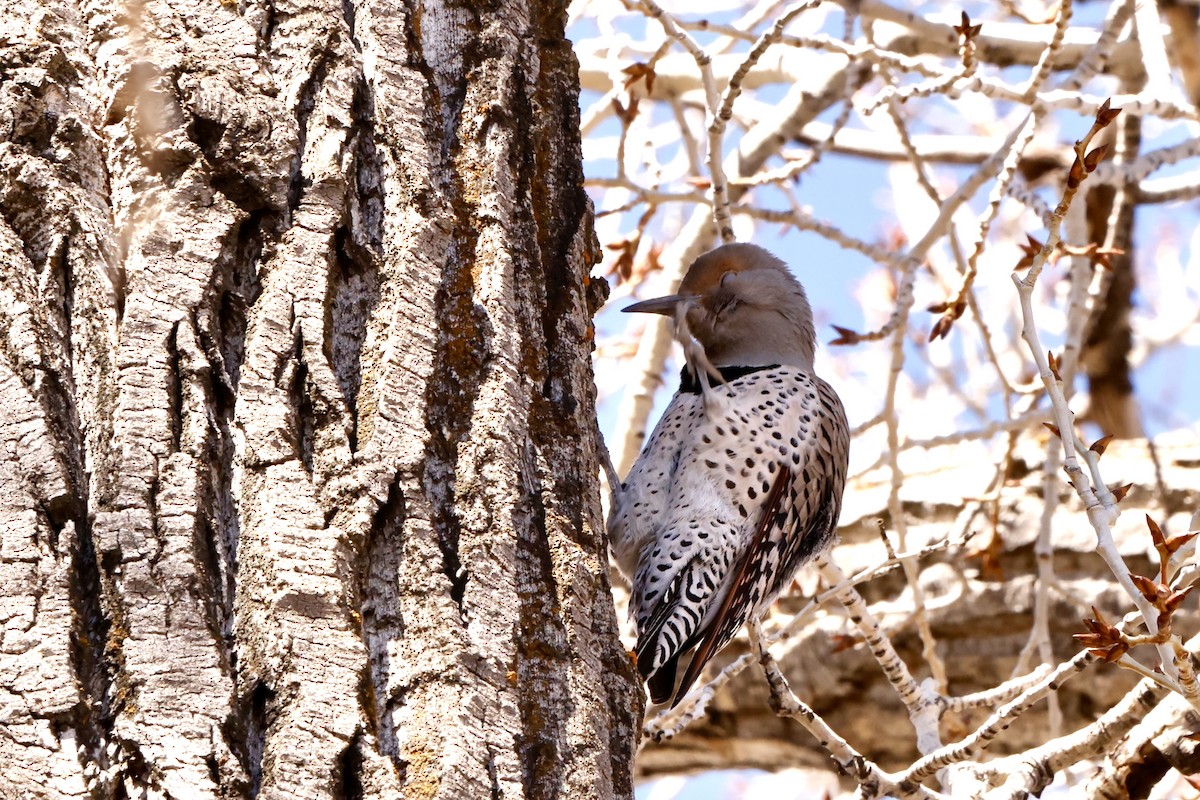 Northern Flicker (Red-shafted) - ML616873060