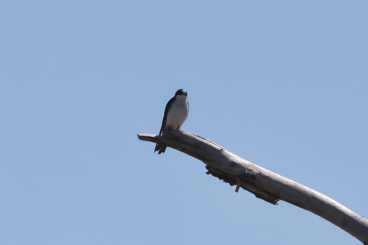Tree Swallow - ML616873112