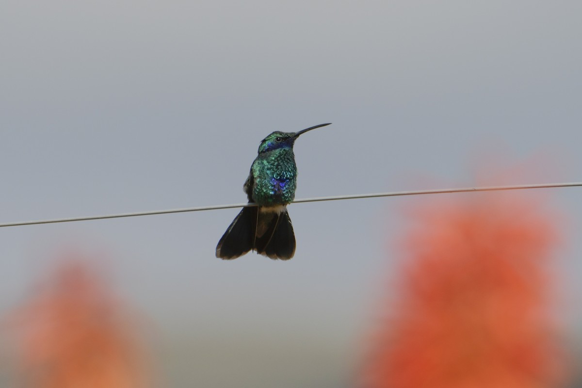 kolibřík modrolící - ML616873373