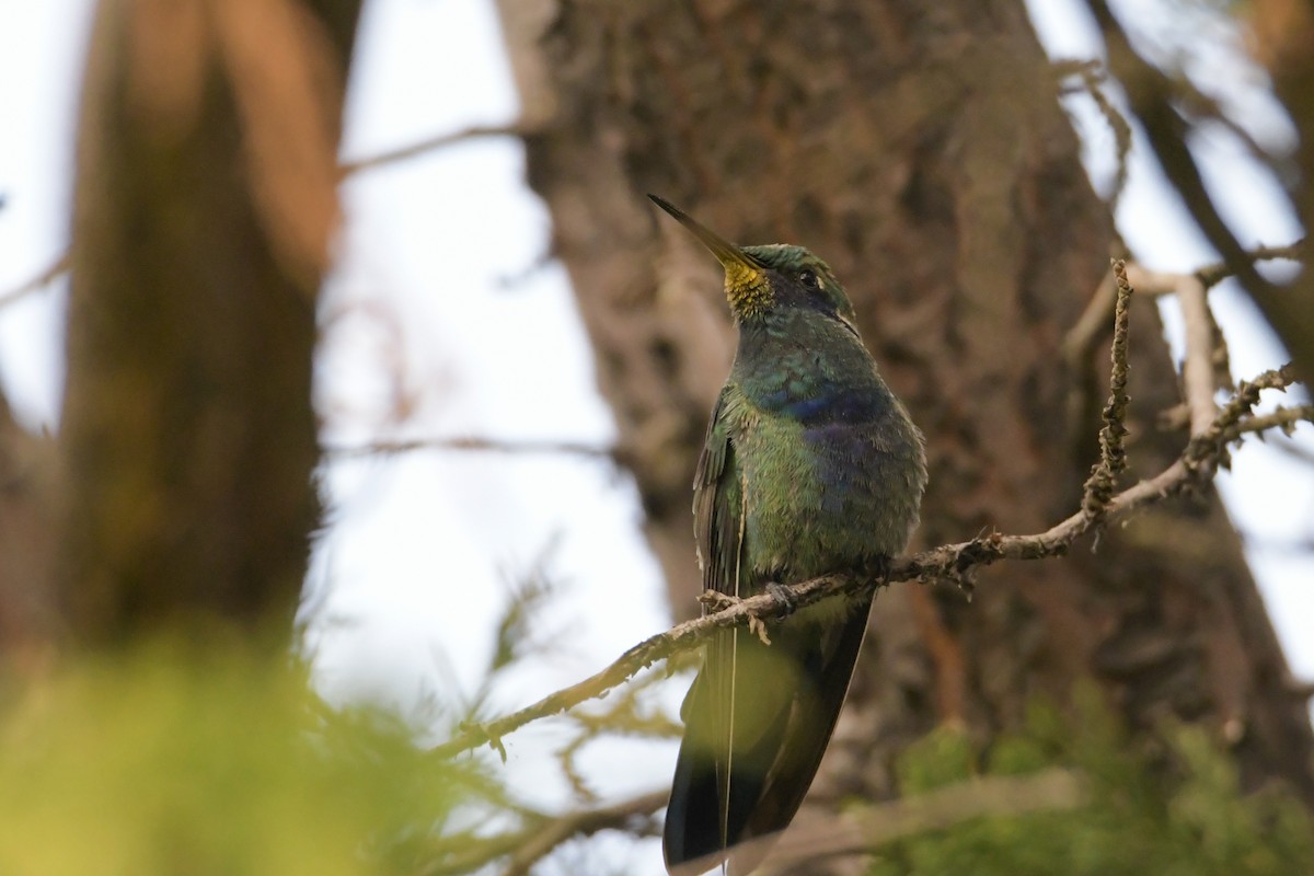 kolibřík modrouchý - ML616873391