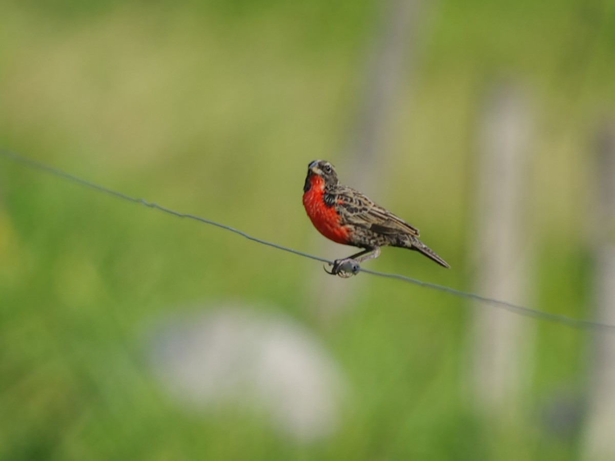 Red-breasted Meadowlark - ML616873490