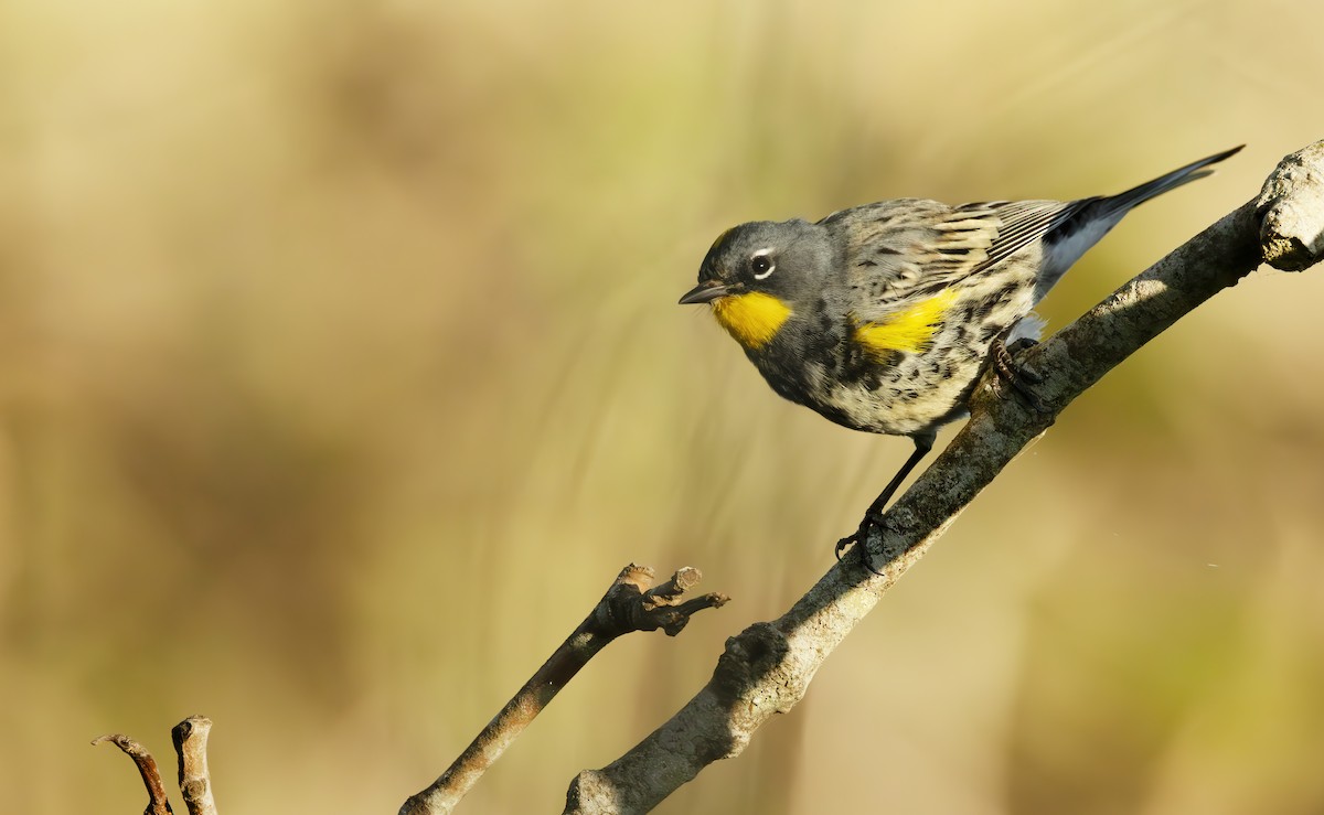 Yellow-rumped Warbler (Audubon's) - ML616873501
