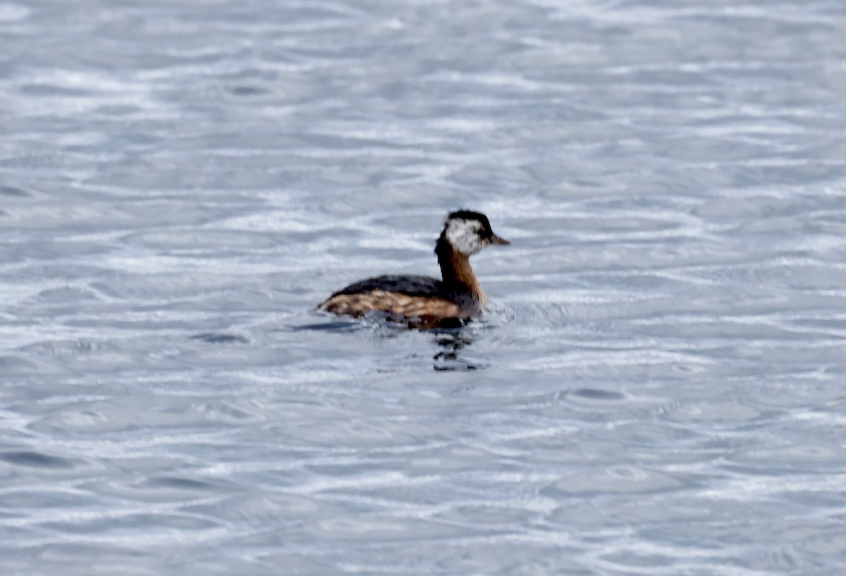 White-tufted Grebe - Robert Wallace