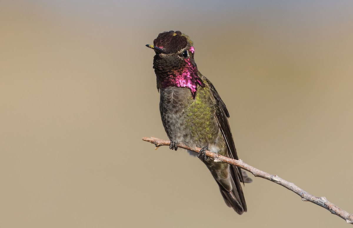 Anna's Hummingbird - ML616873602