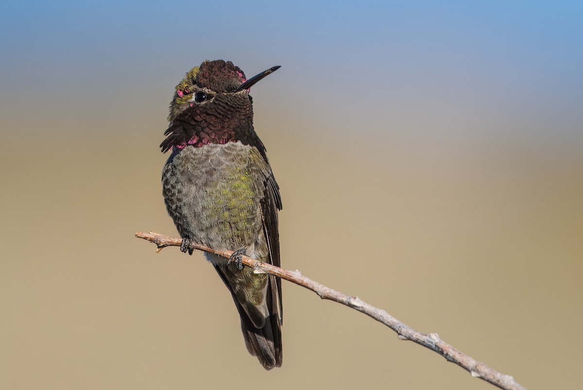 Anna's Hummingbird - ML616873604