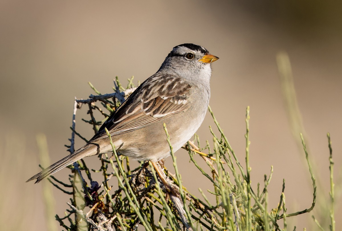 White-crowned Sparrow - ML616873658