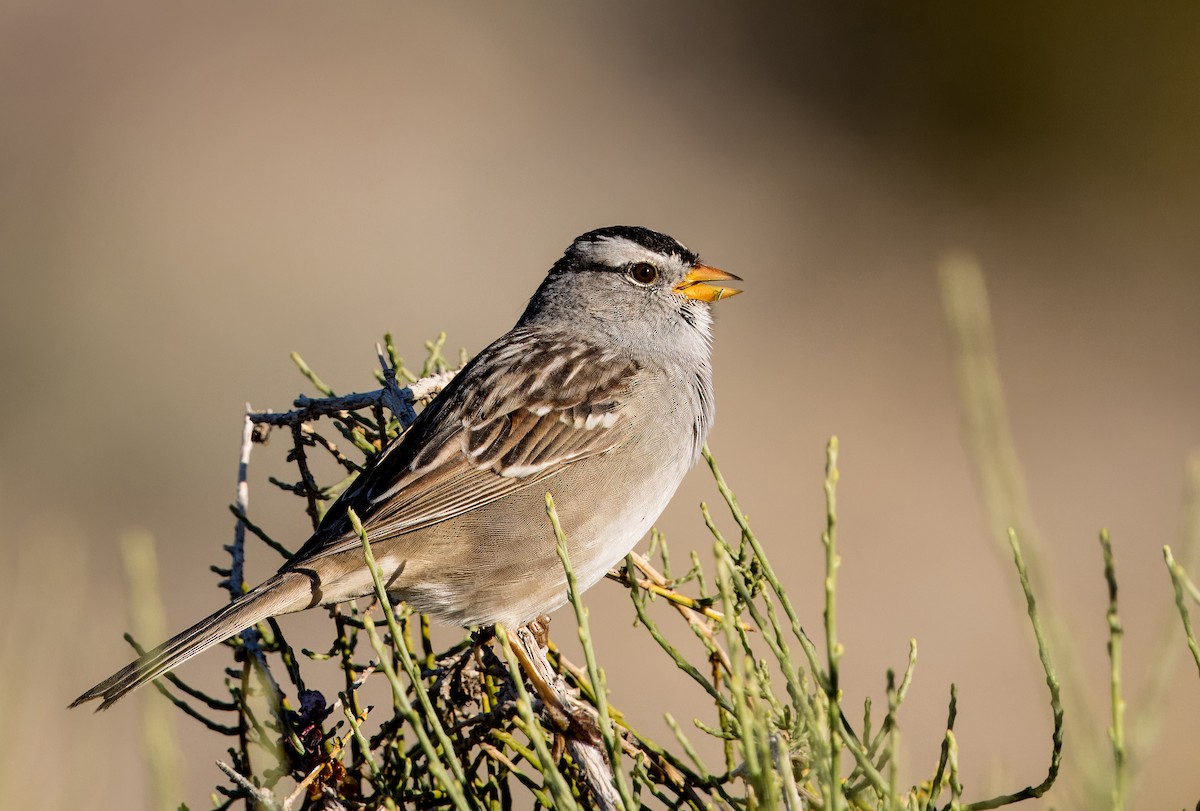 White-crowned Sparrow - ML616873661