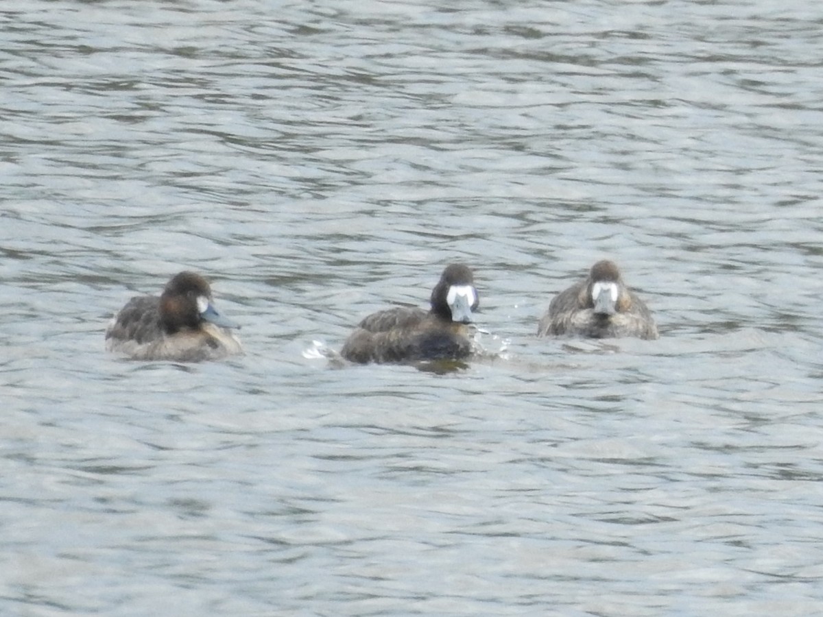 Greater/Lesser Scaup - ML616873825
