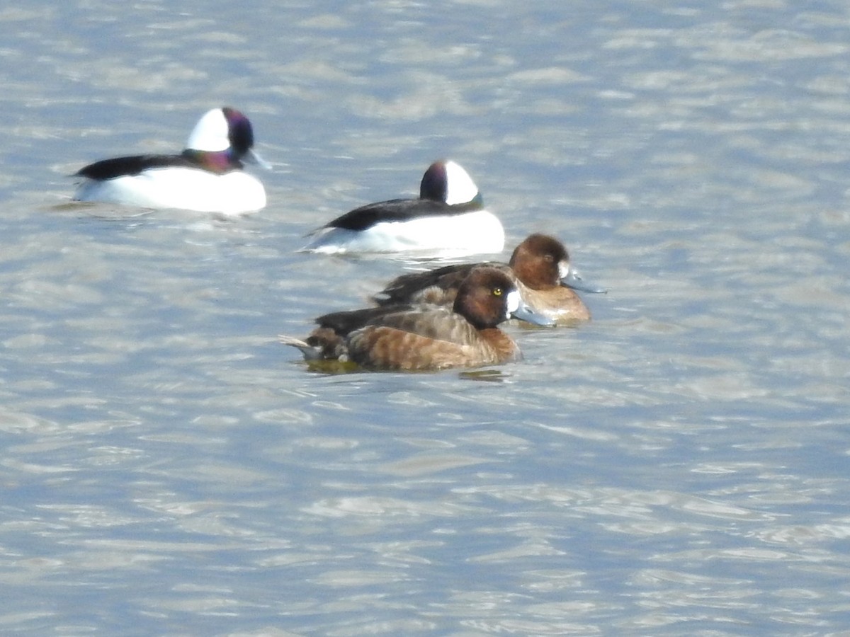 Greater/Lesser Scaup - ML616873826