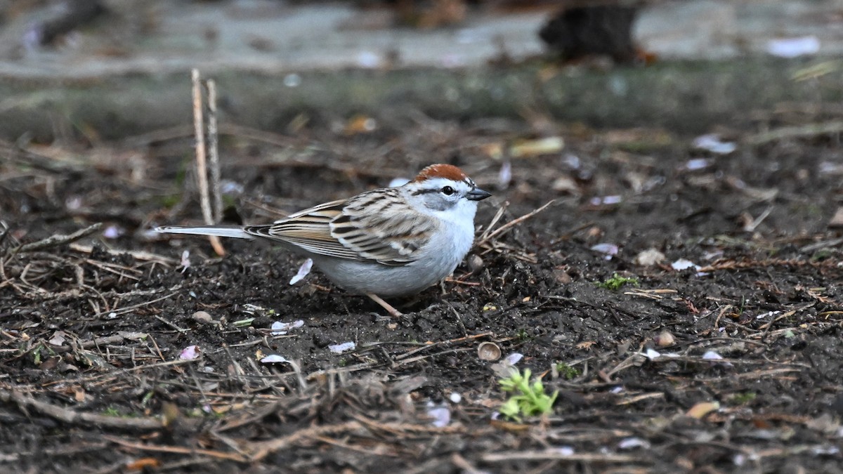 Chipping Sparrow - ML616873861