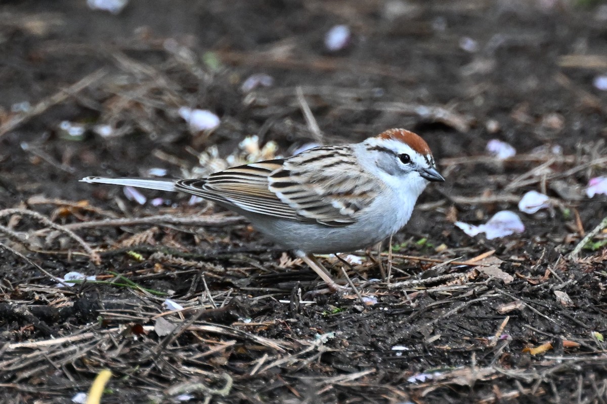 Chipping Sparrow - ML616873929