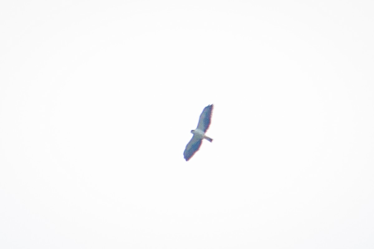 Short-tailed Hawk - ML616873948