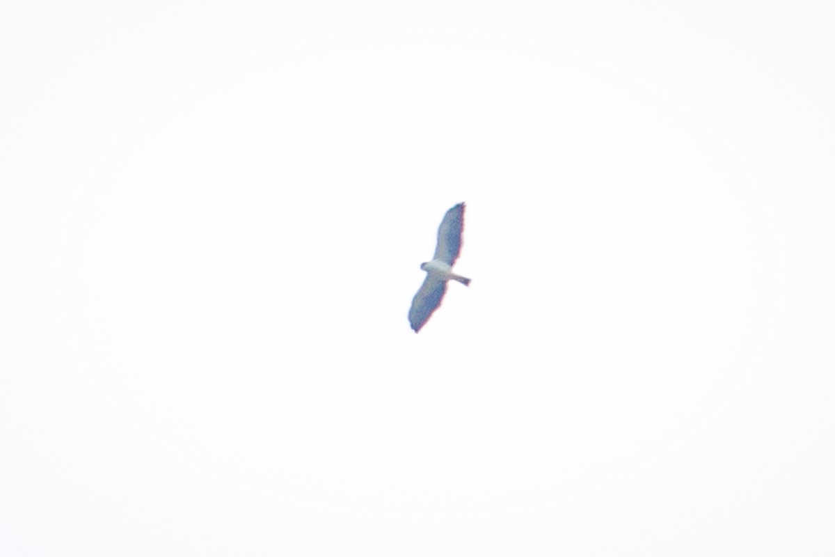 Short-tailed Hawk - ML616873949