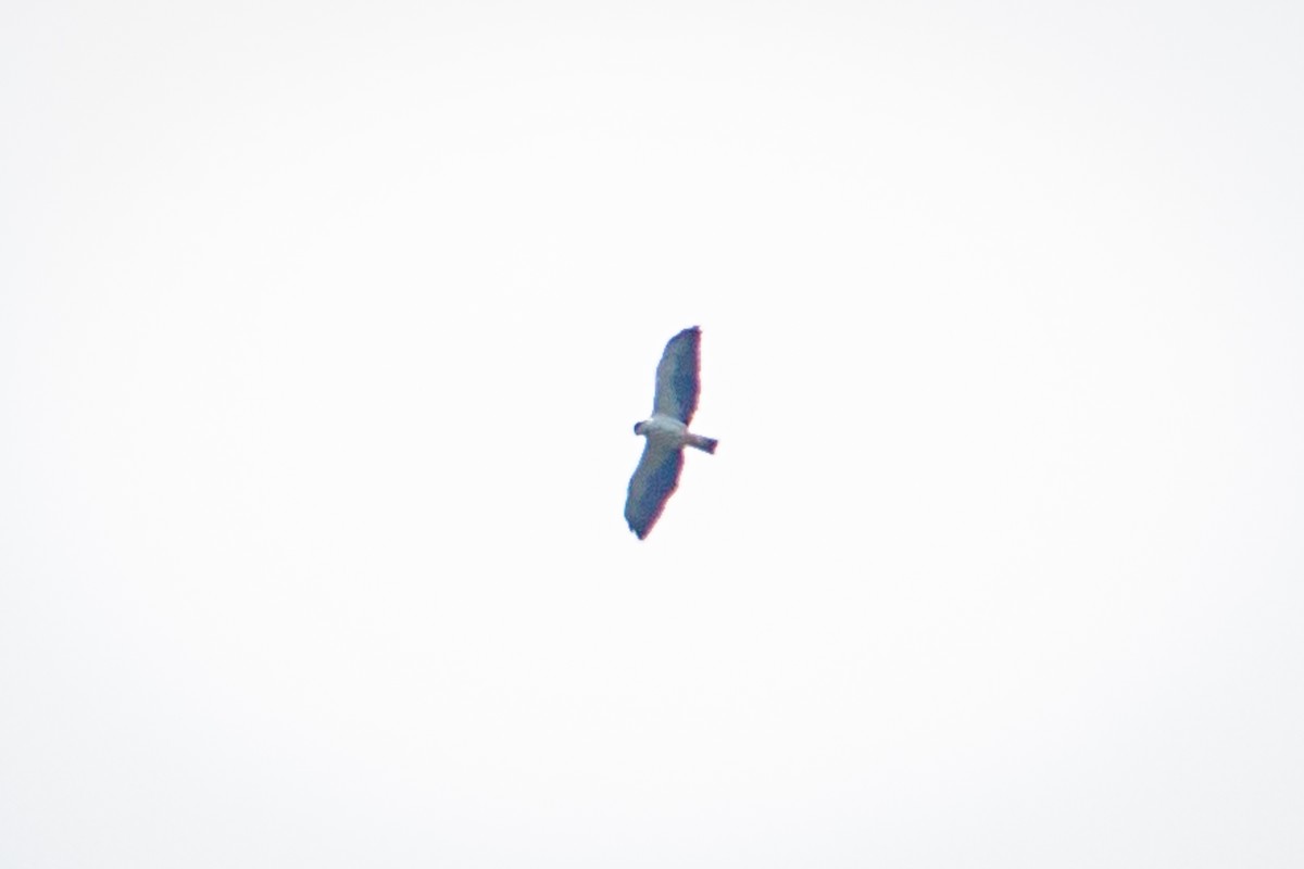 Short-tailed Hawk - ML616873950