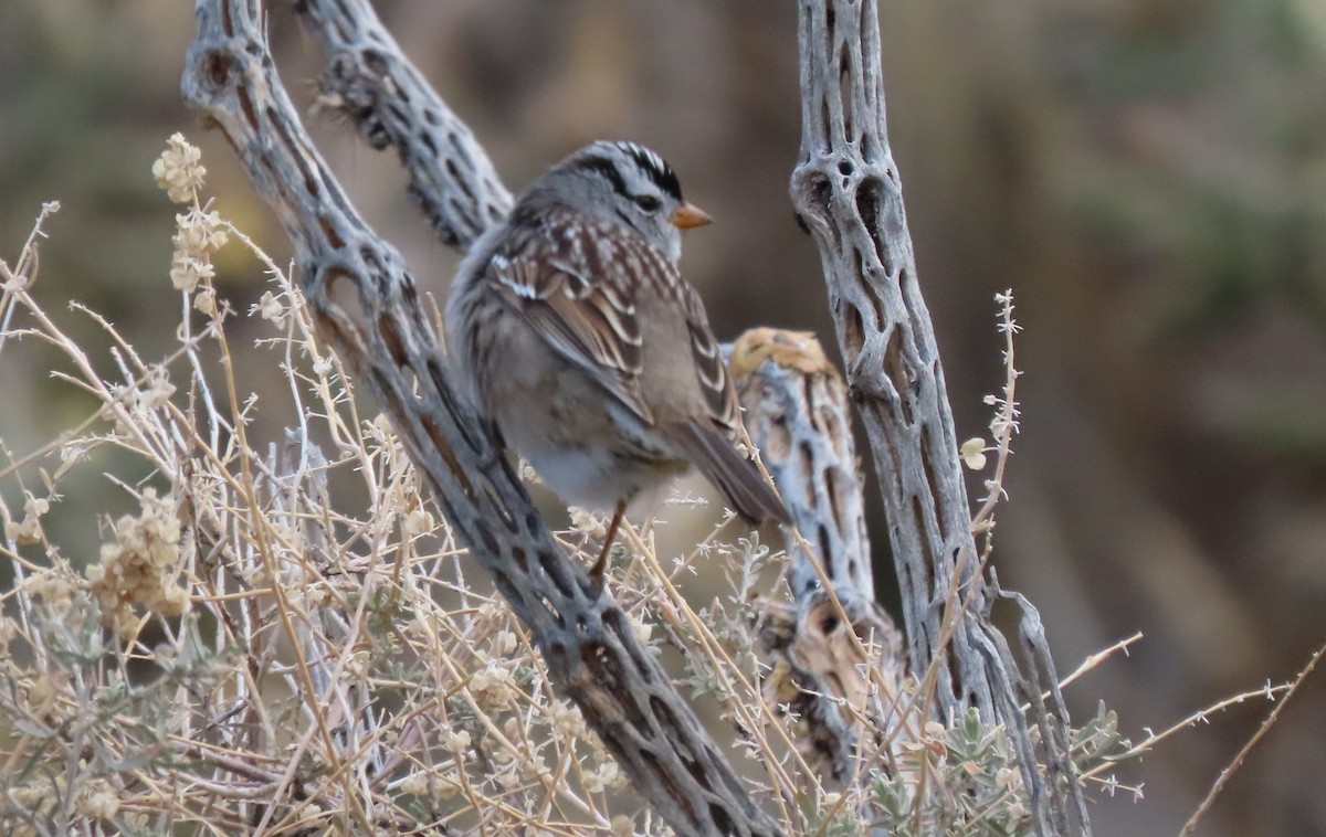 White-crowned Sparrow - ML616874039