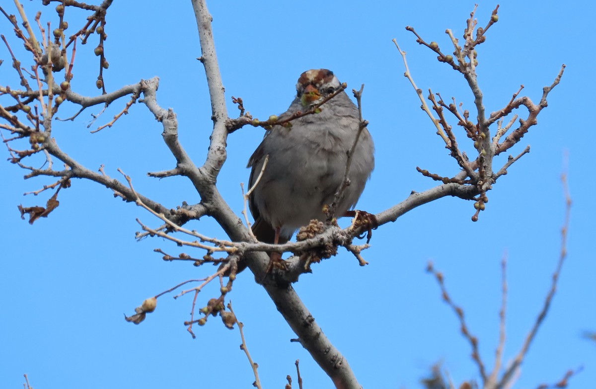 White-crowned Sparrow - ML616874068
