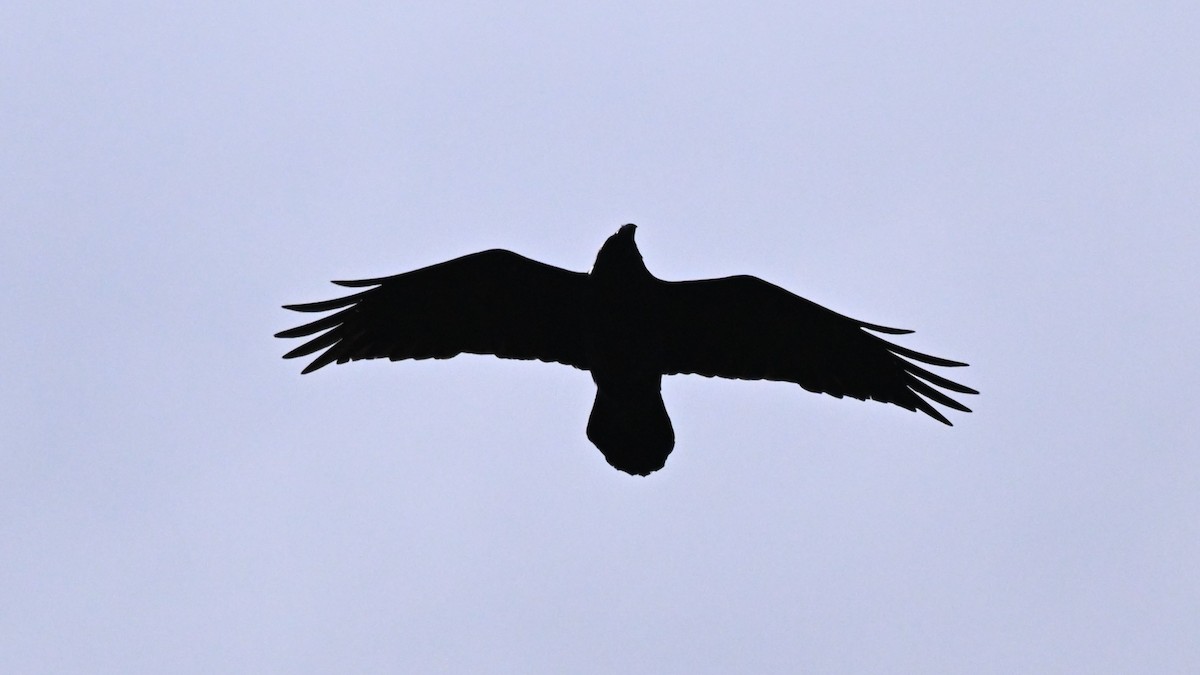 Common Raven - Ryan Merrill